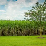 Zuckerrohr Plantage