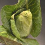 pointed-cabbage-465067_1280